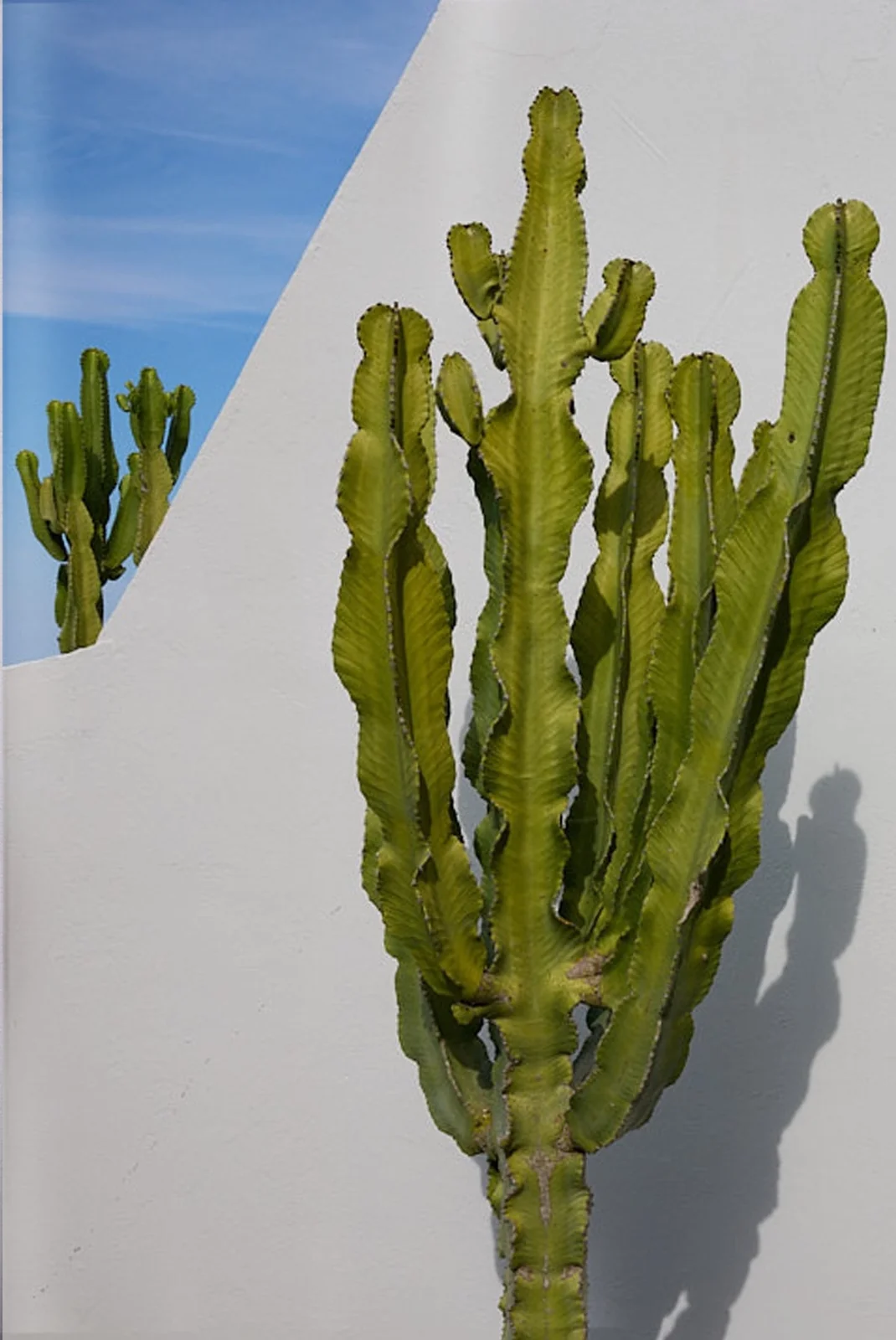 Homepage_Mobile_BiancaCedrone_34